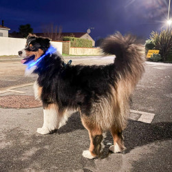 Collier lumineux Hamiform pour chiens
