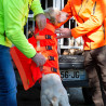 Gilet pour chien CANIHUNT DOG ARMOR V3 Orange